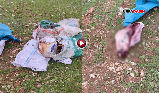 Şanlıurfa'da Skandal Görüntü: Kesilmiş At Parçaları Bulundu