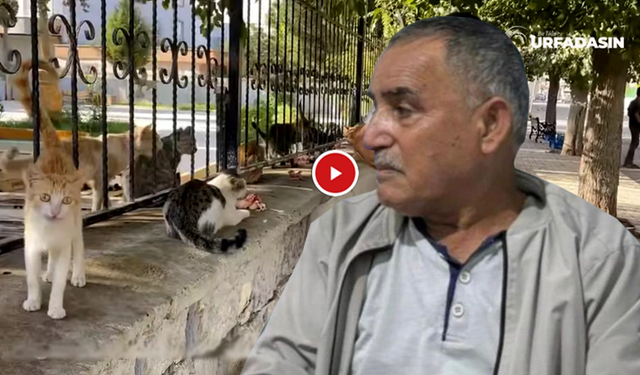 Reşat Kaya Vefat Etti Suruç Aligör'deki Kediler Yetim Kaldı