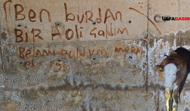 Şanlıurfa'da Hırsızın: "Ben Buradan Bir Dana Çaldım, Belamı Buldum" Notu Şaşırttı