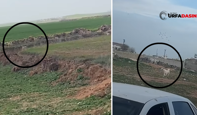 Şanlıurfa Akçakale'de Sokak Köpekleri Sürü Halinde Dolaşıyor