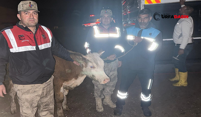 Şanlıurfa'da Kurbanlık Büyükbaş Çalan Hırsızlar Yakalandı