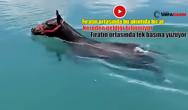 Fırat Nehrinin Ortasında Akıntıya Kapılan Atın Zor Anları !