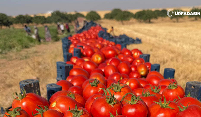 Harran’ın Bereketli Topraklarından Türkiye Sofralarına: Harran Domatesi