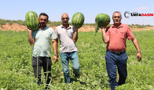 Şanlıurfa'nın Bozova Karpuzunda Hasat Zamanı Başladı