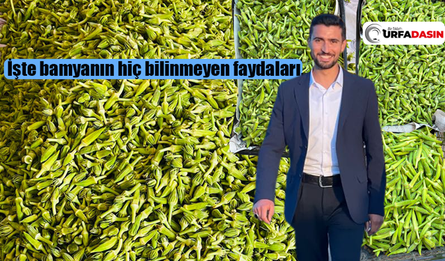 Şanlıurfa'da Harran Ovası Bamyasının Tarladan Sofraya Yolculuğu Başladı