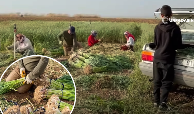 Şanlıurfa Suruç Ovasında Sarımsak Rekoltesi Bu Yıl Düştü