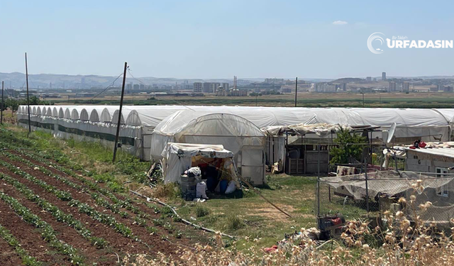 Şanlıurfa Genelinde 1.930 Dekar Alanda  714 Sera Bulunuyor