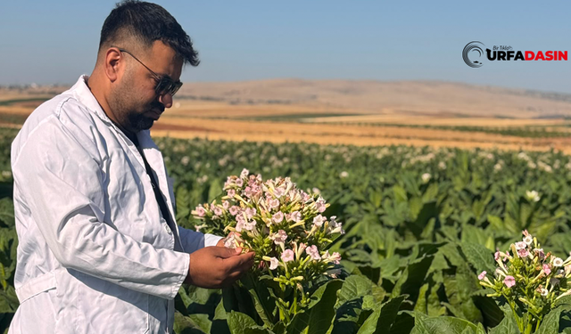 Şanlıurfalı Ziraat Mühendisinden Adıyaman’da Tütün Üreticilerine Hastalık ve Zararlı Uyarısı