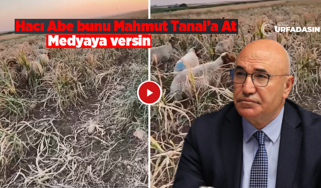 Harran Ovası’nda Çiftçinin Umudu Kurudu: Ekinler Hayvanlara Yem Oldu