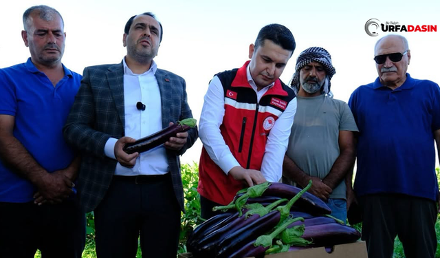 Şanlıurfa Birecik'in Tescilli Patlıcanının Hasadı Bu Yıl 15 Gün Gecikmeli Başladı