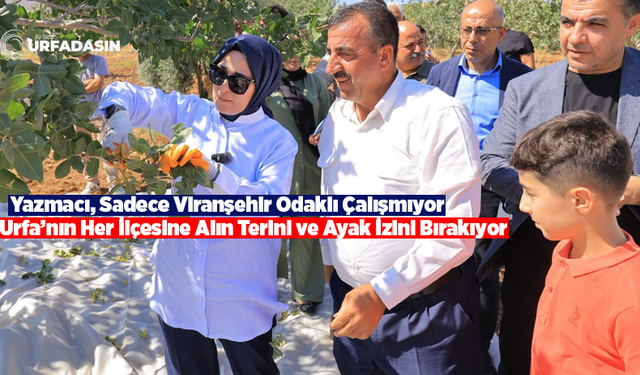 Şanlıurfa Milletvekili Yazmacı Fıstık Üreticileriyle Hasada Katıldı