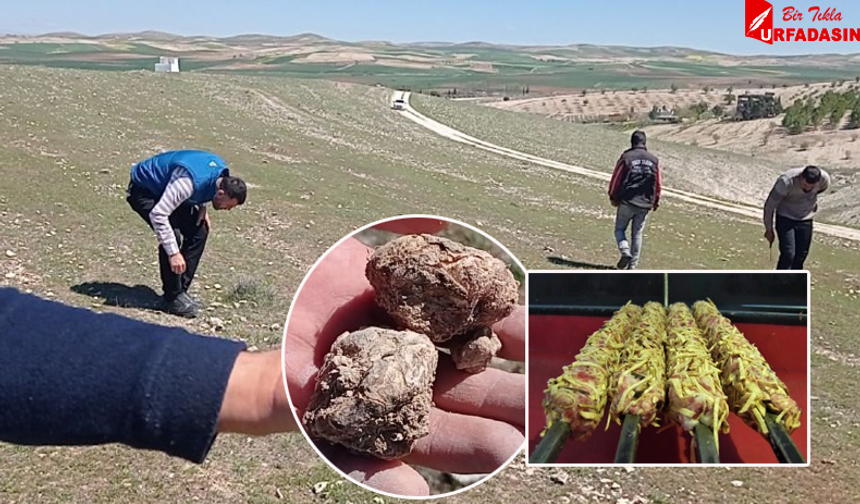 Gören Patates Sanıyor Şanlıurfa'da Kilosu 2 Bin TL'ye Kadar Çıkıyor