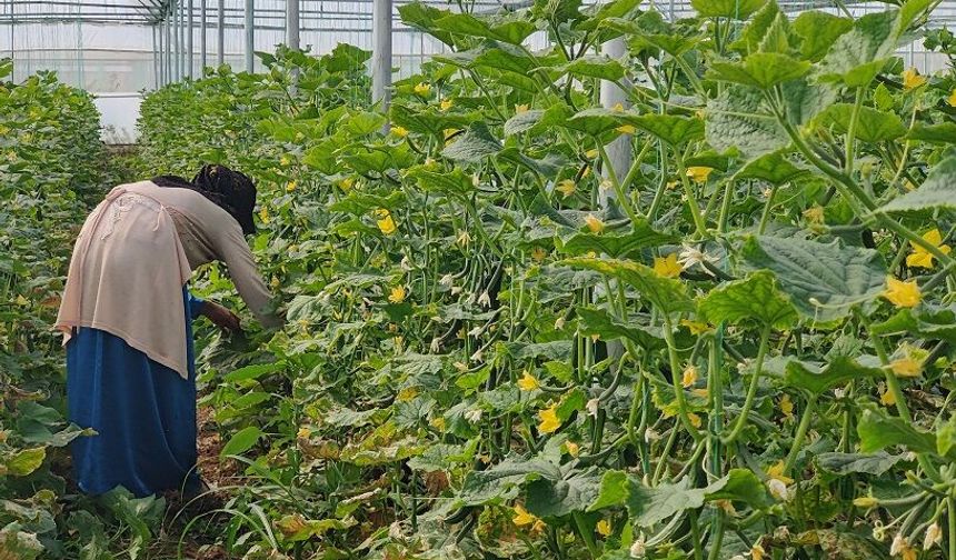 GAP’la Gelen Bereket Şanlıurfa'da Seracılığı Büyüttü