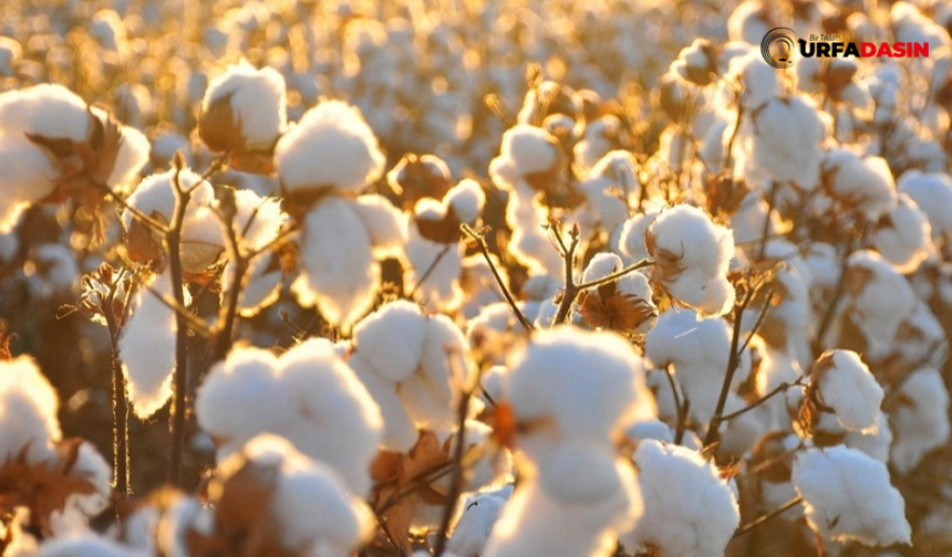 Şanlıurfa'da Kuraklık Pamuğu Vurdu, Verimi Düşürdü