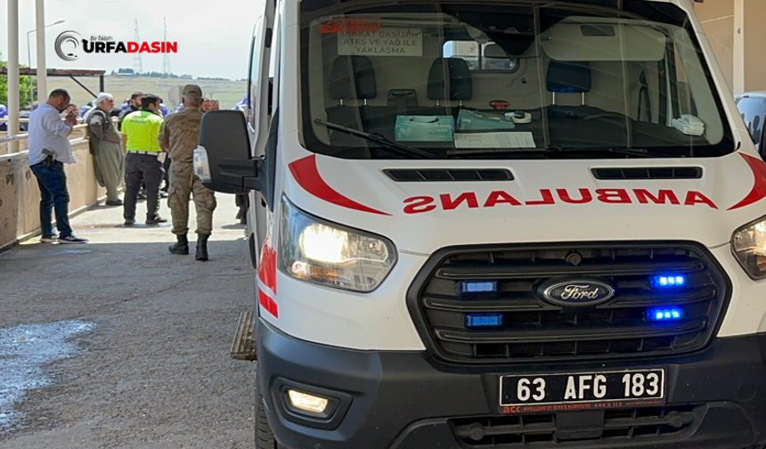 Şanlıurfa'da Yola Çıkan Eşek Kazaya Neden Oldu: 4 Yaralı