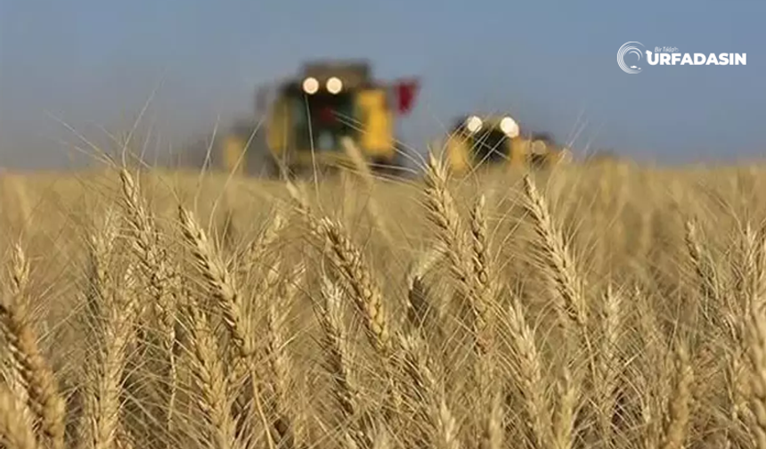 Şanlıurfa'da Çifçileri Yakından İlgilendiriyor: Hububat Fiyatları Açıklandı