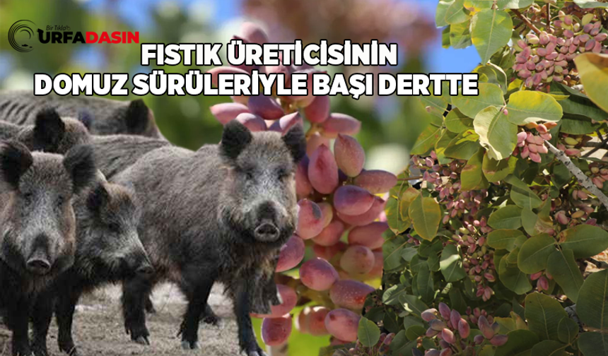 Şanlıurfa Bozova'da Yöre Halkından Kaymakama Yaban Domuzu Şikayeti