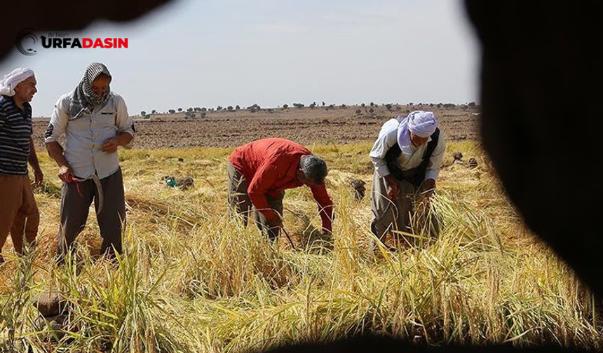 Şanlıurfa Karacadağ Bölgesinde Pirinç Hasadı Başladı