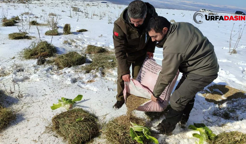Yaban Hayvanlarının Yemlemesi de Tasarruf Tedbirlerine Takıldı