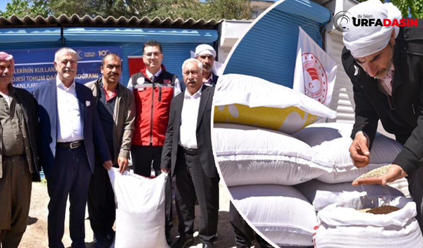 Siverek'te 11 ton sertifikalı pirinç tohumu dağıtıldı