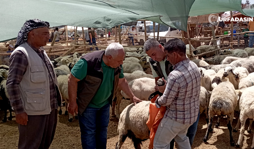 Şanlıurfa Haliliye'de Kurban Satış ve Kesim Yerleri Belli Oldu