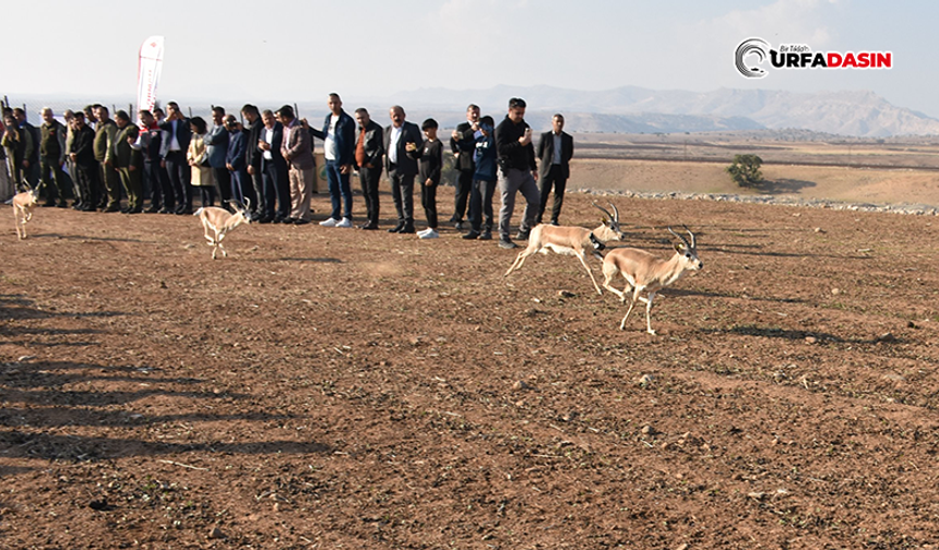 Cudi Dağı'nda Urfa Ceylanları Geziyor