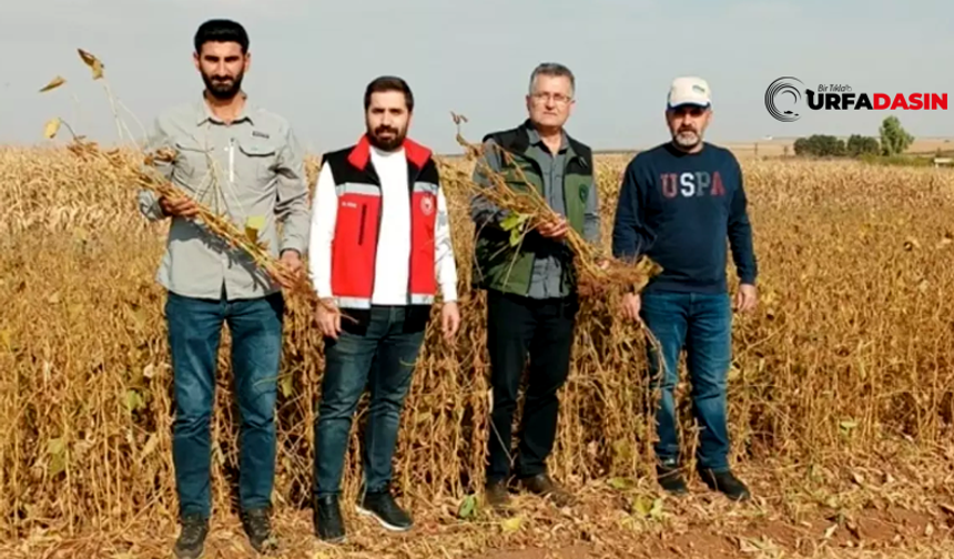 Suruç'ta Mısıra Alternatif Ürün Olan Soya Hasadı Başladı