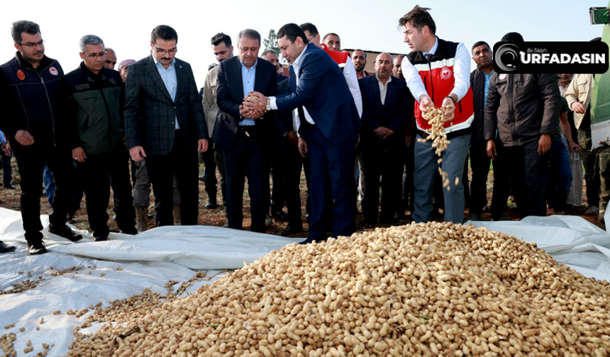 Harran Ovasında Fıstık Gibi Hasat