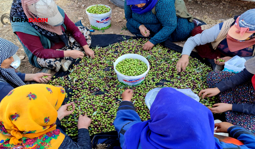 Şanlıurfa'da 3 Milyon Zeytin Ağacında Hasat Başladı; 16 Bin Ton Rekolte Bekleniyor