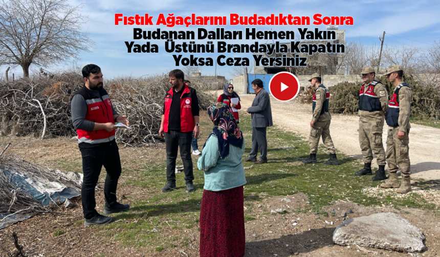 Şanlıurfa’da Fıstık Ağaçlarında Budanan Dallar İmha Edilmeyince Karagöz Kurdu Üretiyor