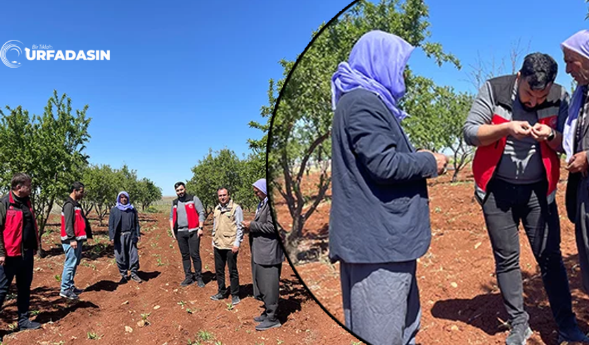 Şanlıurfa'da Zirai Donun Bilançosu Belirleniyor