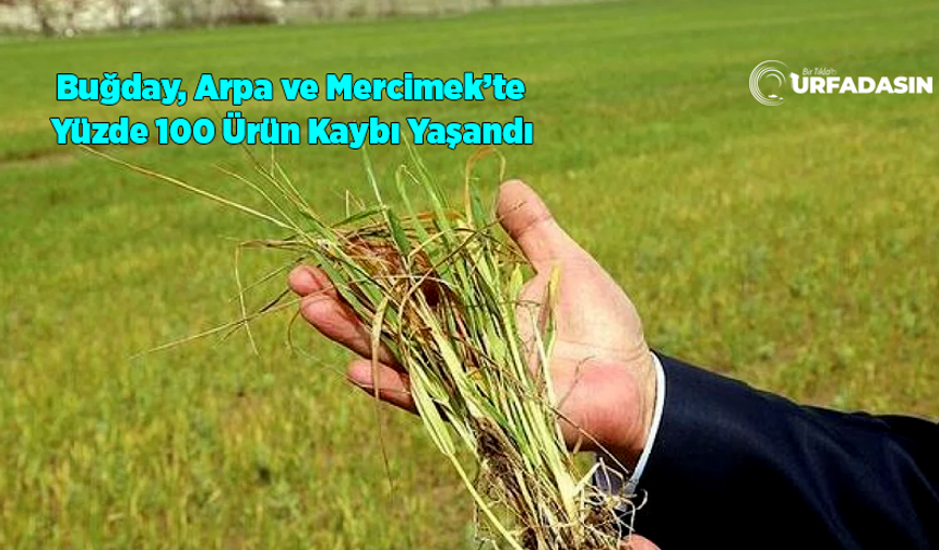 Şanlıurfa Kuraklıkta Son 65 Yılın En Kötüsünü Yaşadı