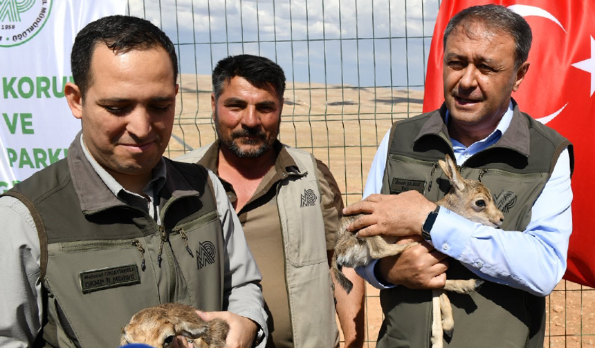 Şanlıurfa Biyoçeşitlilik ve Tür Koruma Projesi Başlıyor