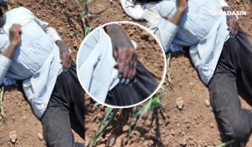 Şanlıurfa'da Mısır Tarlasında Hayatını Kaybetmiş Bir Erkek Bulundu