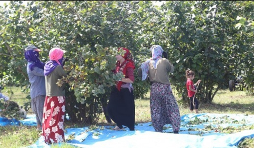 Şanlıurfa’lı Mevsimlik İşçilerin Fındık Toplama Yevmiyesi Belli Oldu