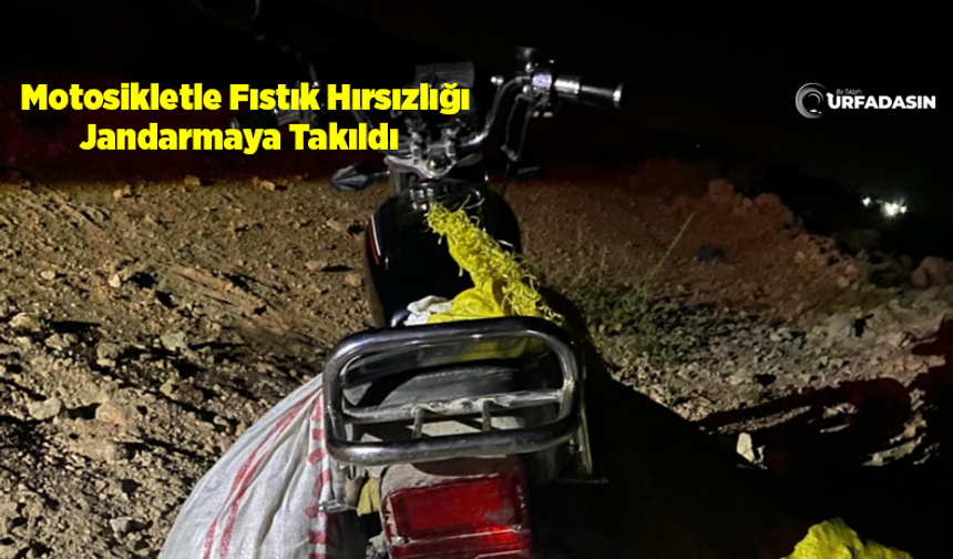 Şanlıurfa’da Fıstık Hırsızlığı Yapan 2 Kişiden Biri Tutuklandı