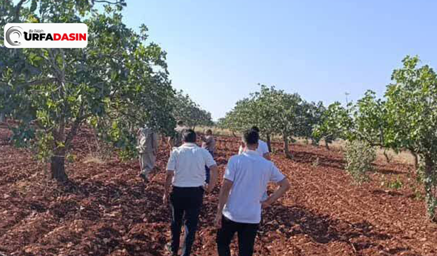 Bozova’da 400 Kilo Fıstık Çalan Hırsızlar Sırra Kadem Bastı !