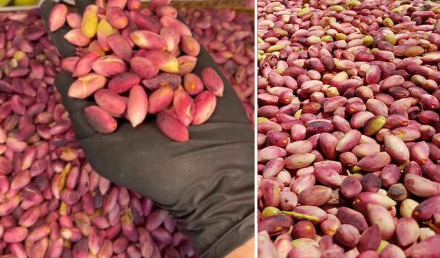 Şanlıurfa'da Fıstık Altınla Yarışıyor !