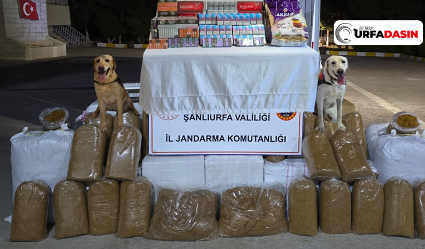 Şanlıurfa Jandarmadan Eğitimli Dedektör Köpeklerle Tütün Operasyonu