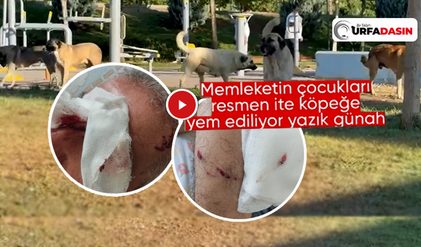 Şanlıurfa'da Parkta Sabah Sporu Yapan 2 Kişiyi Sokak Köpekleri Parçaladı