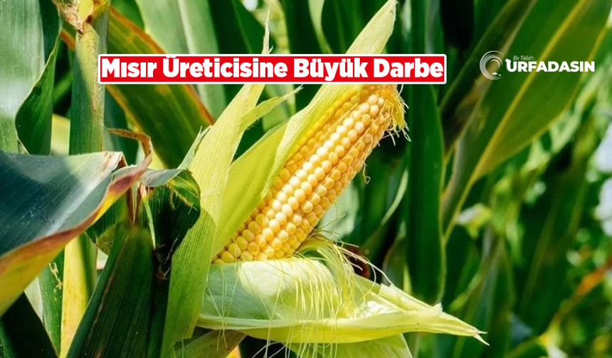 Şanlıurfa Çiftçisi Açıklanan Mısır Fiyatına Tepki Gösterdi