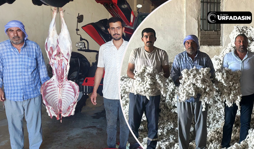 Şanlıurfa'da Fabrikalar Pamuk Hasadı Sezonunu Kurban Keserek Başlattı