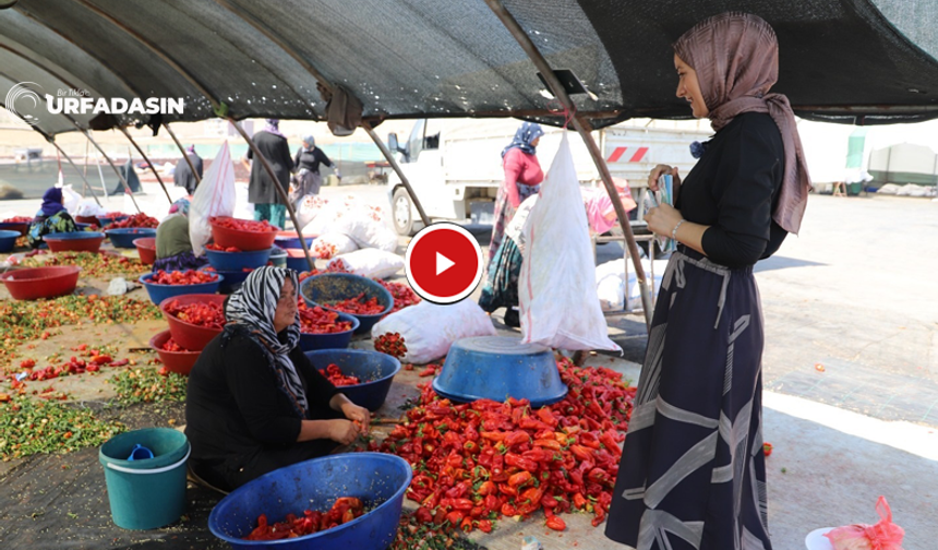 Urfa'da İsot Seferberliğine Katılanlara Mobil Sağlık Hizmeti