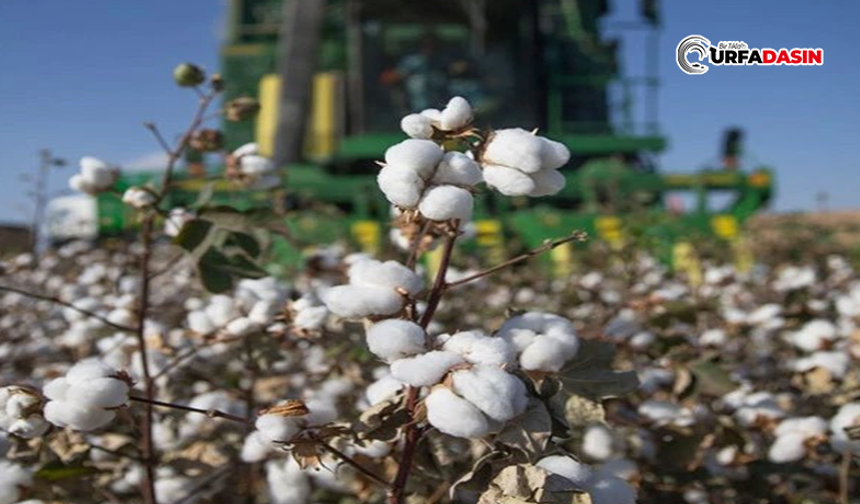 Şanlıurfa'da Üretici Pamuğu Bırakıyor Mu? Üretim Azaldı
