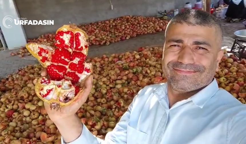 Suruç'ta Nar Telaşı, Finali Nar Pekmezi ve Nar Ekşiyle Kapatıyor