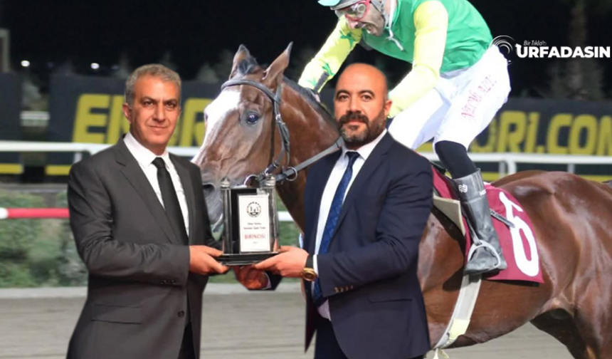 Şanlıurfa Yarış Atı Sahibi Emre Yavuz'un Atı Yine Kazandı