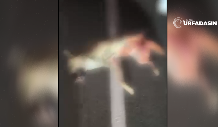 Şanlıurfa Birecik’te Çizgili Sırtlana Araç Çarptı Telef Oldu