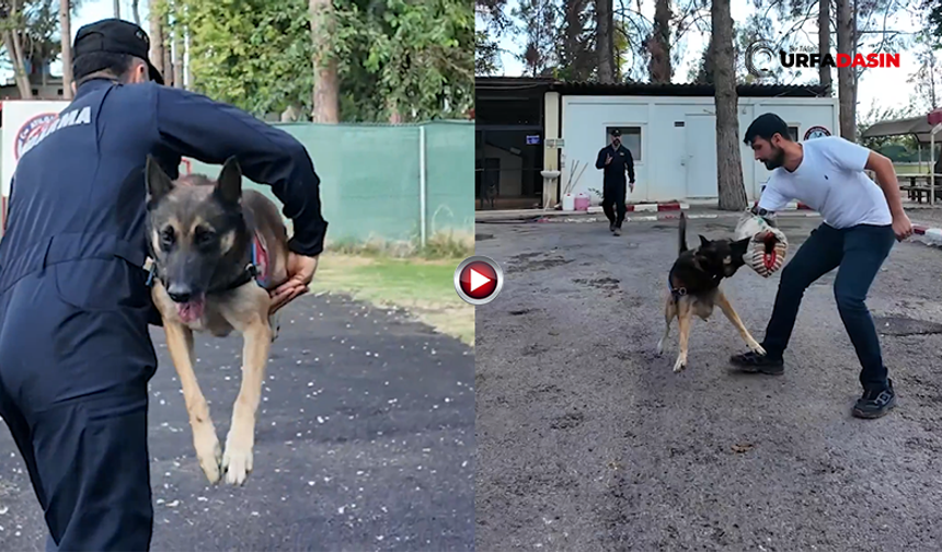 Şanlıurfa Jandarmanın Özel Eğitimli Köpekleri Her Zaman Göreve Hazır
