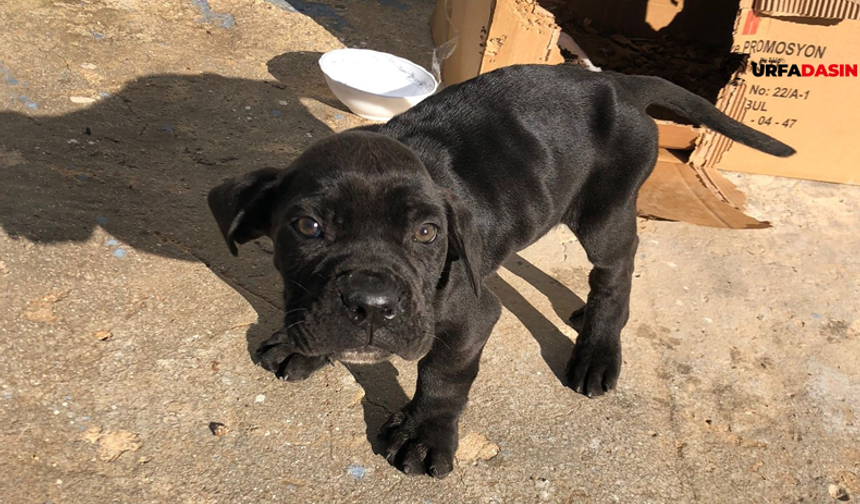 Suruç Aligör'de Kaybolan Bu Köpeği Bulana Bir Dürüm Ciğer Ödülü Verilecek !