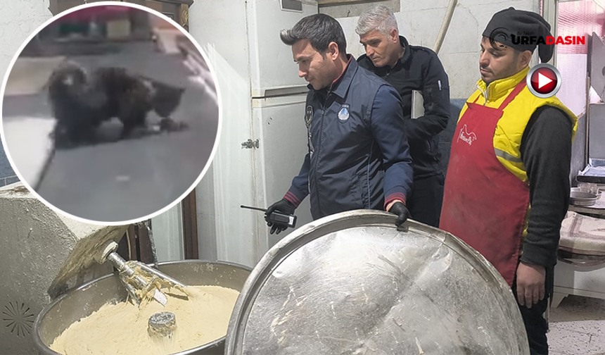 Şanlıurfa'da Tezgahında Kedinin Fareyle Oynadığı Fırına Zabıtadan Denetim